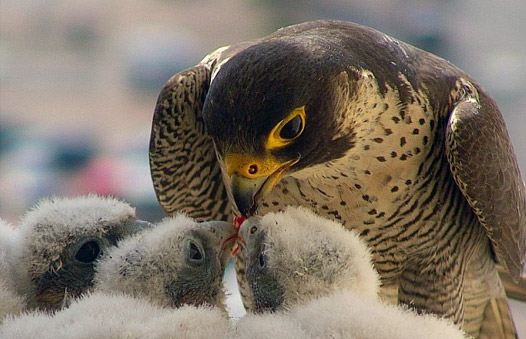 Adult female Peregrine and chicks