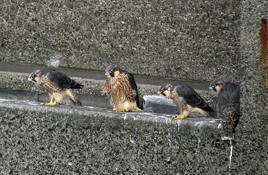 Almost fully-grown Peregrine chicks
