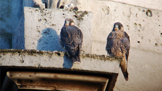 Recently fledged male Peregrines