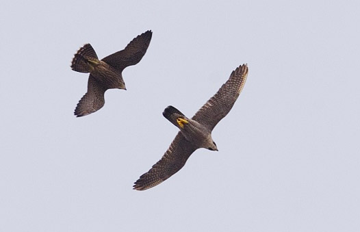 Juvenile Peregrine chasing an adult