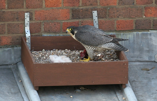 Adult female Peregrine with chicks
