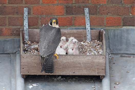 Chicks and adult female Peregrine