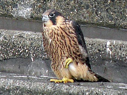 Juvenile Peregrine standing on one foot