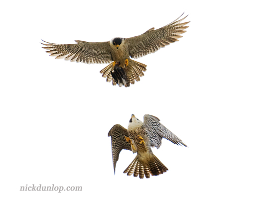 Aerial food pass