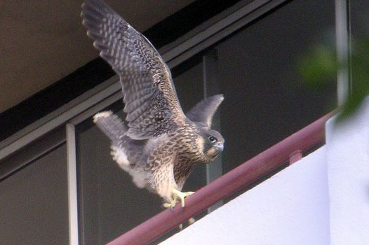 Recently fledged female Peregrine exploring a ledge